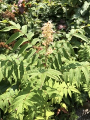 Sorbaria sorbifolia