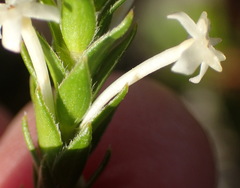 Struthiola dodecandra