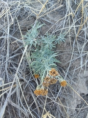 Picradeniopsis oppositifolia