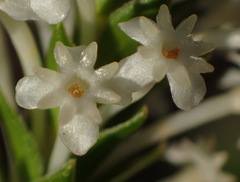Struthiola dodecandra