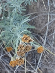 Picradeniopsis oppositifolia