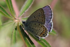 Plebejus samuelis
