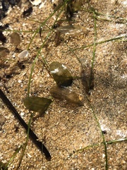 Halophila