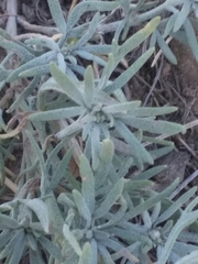 Picradeniopsis oppositifolia