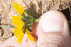 Layia platyglossa