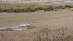Limosa