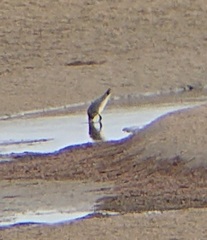 Limosa