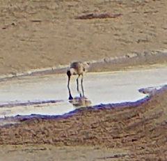 Limosa