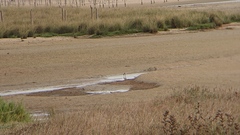 Limosa