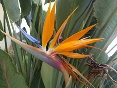 Strelitzia reginae