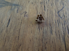 Mischocyttarus mexicanus