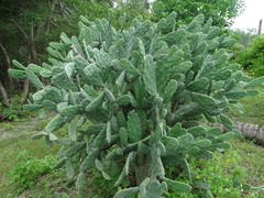 Opuntia dejecta