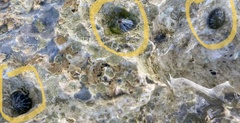 Siphonaria normalis