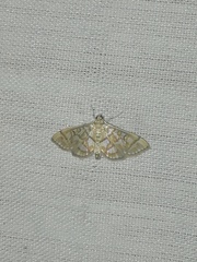 Pseudopyrausta santatalis