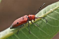 Tetraopes annulatus