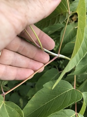 Acer negundo violaceum