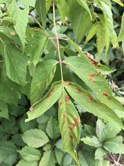 Acer negundo violaceum