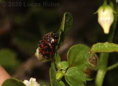 Platyphora congregata