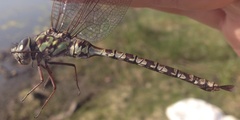 Aeshna clepsydra