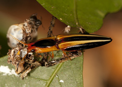 Semiotus bilineatus