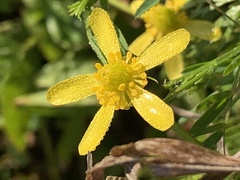 Ranunculus inundatus