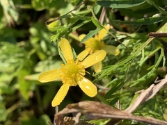 Ranunculus inundatus