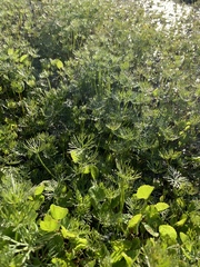 Ranunculus inundatus