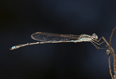 Austrolestes aridus