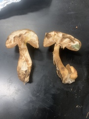Tylopilus