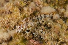 Lipophrys trigloides