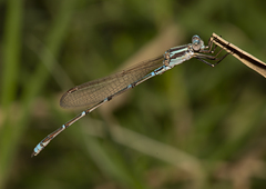 Austrolestes aridus