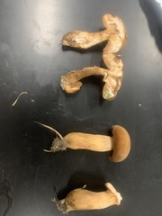 Tylopilus