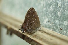 Satyrium liparops