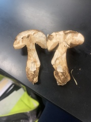 Tylopilus
