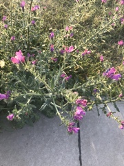 Echium plantagineum