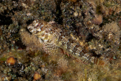 Lipophrys trigloides