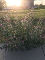 Echium plantagineum