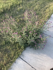 Echium plantagineum