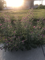 Echium plantagineum