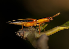 Semiotus bilineatus
