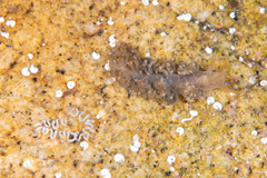 Spurilla neapolitana