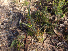 Lomandra multiflora dura