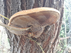 Inocutis tamaricis