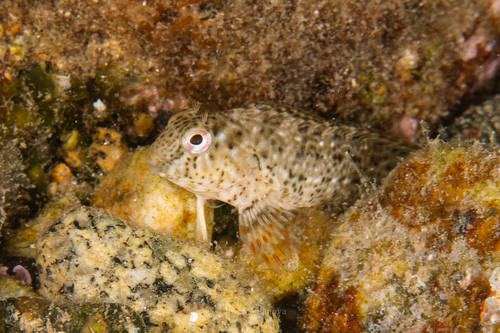 Rusty Blenny