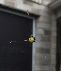 Gasteracantha cancriformis