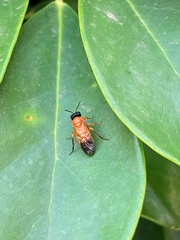 Haplostegus luteolus
