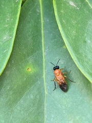 Haplostegus luteolus