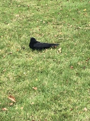 Corvus brachyrhynchos caurinus