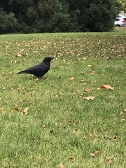 Corvus brachyrhynchos caurinus