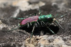 Cicindela splendida